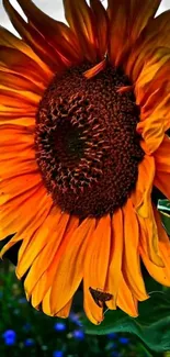 Close-up of a vibrant sunflower against a contrasting background.