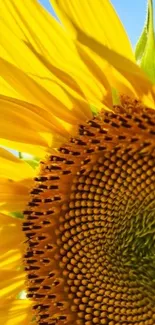 Close-up of a vibrant yellow sunflower with a clear blue sky.