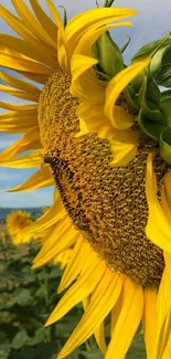 Close-up of a vibrant sunflower with golden yellow petals against a blue sky.