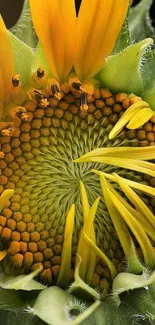 Close-up of a vibrant sunflower with intricate patterns and yellow petals.