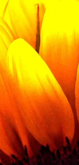 Close-up of vibrant yellow sunflower petals.