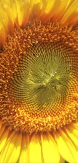 Close-up of a vibrant sunflower with detailed yellow petals.