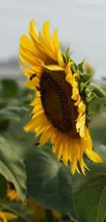 Close-up of a vibrant sunflower with green leaves.