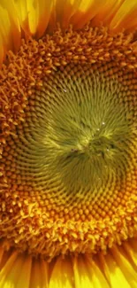 Close-up of a vibrant yellow sunflower with detailed center.