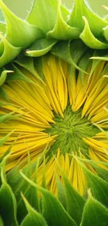 Close-up of vibrant sunflower with green petals and yellow center.