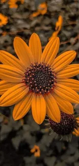 Close-up of a vibrant yellow sunflower with intricate details.