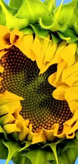 Close-up of a vibrant yellow sunflower with green leaves and intricate details.