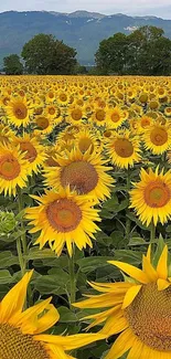 Sunflower field under clear blue sky, vibrant yellow blooms in full summer display.