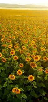 Expansive sunflower field in full bloom at sunrise.
