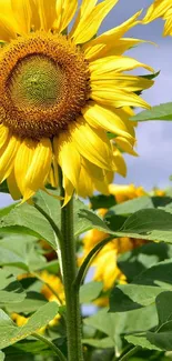 Bright yellow sunflowers under a blue sky.