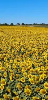 Vast sunflower field under a bright blue sky.