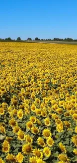 Mobile wallpaper of a sunflower field under a blue sky.