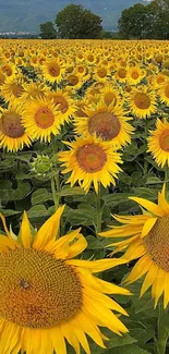 Bright sunflower field with vibrant yellow flowers under a clear sky.