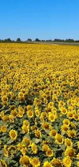 A vibrant sunflower field under a bright blue sky, perfect for a mobile wallpaper.