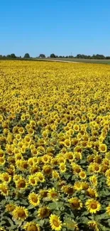 A vast sunflower field under a blue sky.