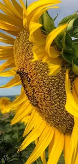 Close-up of a vibrant sunflower under a clear blue sky.