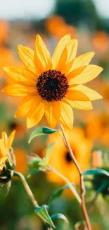 Close-up of a vibrant sunflower in a field.