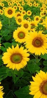 A vibrant field of blooming sunflowers under the sun.