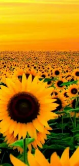 Vibrant sunflower field under a golden sunset sky.