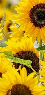 Bright yellow sunflower field mobile wallpaper, showcasing summer vibes.