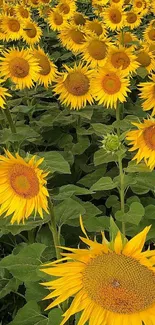 A vibrant sunflower field with bright yellow blooms and lush green leaves.