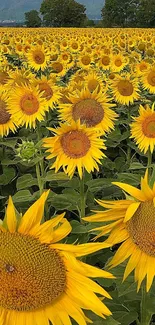 Lush sunflower field with vibrant yellow blooms in a summer landscape.