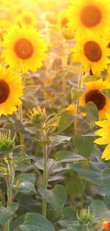 A vibrant field of sunflowers basking in sunlight.