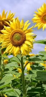 A vibrant field of bright sunflowers under a clear blue sky.