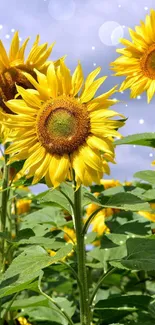 Vibrant sunflowers under a clear blue sky.