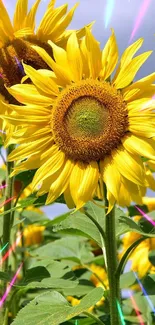 Vibrant sunflowers blooming against a blue sky in a lush, green field.