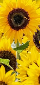 Vibrant yellow sunflowers in full bloom against green leaves.