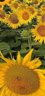 Sunflower field with lush yellow blooms under a sunny sky and heart-eyed emoji.