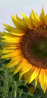 Sunlit sunflower with vibrant yellow petals in a lush green field.