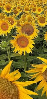 A vibrant sunflower field stretches to the horizon, capturing nature's beauty.