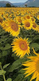 Vibrant sunflower field under a blue sky with mountains in the background.