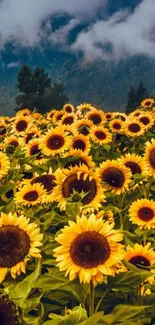 Field of vibrant sunflowers with a misty mountain in the background.