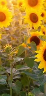 Vibrant sunflower field under golden sunlight.