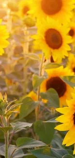 Mobile wallpaper featuring a vibrant sunflower field.