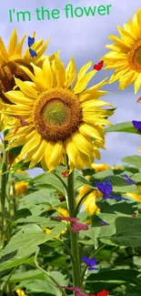 Bright yellow sunflowers under a clear blue sky.