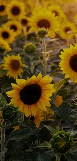 Sunlit sunflower field with vibrant yellow blooms under a clear sky.