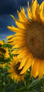 Close-up of vibrant sunflowers under a dramatic cloudy sky.