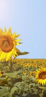 Vibrant sunflower field under a blue sky with sunlight.