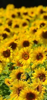 A vast field of vibrant yellow sunflowers under the sun.