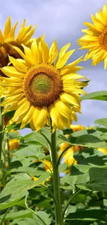 Tall, vibrant sunflowers under a bright blue sky, perfect for a summer wallpaper.