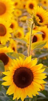 A vibrant sunflower field under a sunny sky, perfect for mobile wallpaper display.