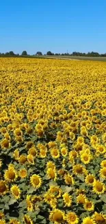 A vibrant field of sunflowers under a bright blue sky, perfect for mobile wallpaper.