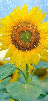 Bright yellow sunflower in a lush green field under a clear sky.