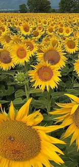 Beautiful field of sunflowers in full bloom under a clear blue sky.