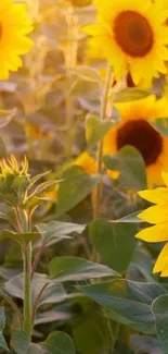 A vibrant field of sunflowers in full bloom at sunrise.