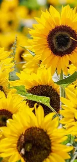 Field of vibrant yellow sunflowers in full bloom.